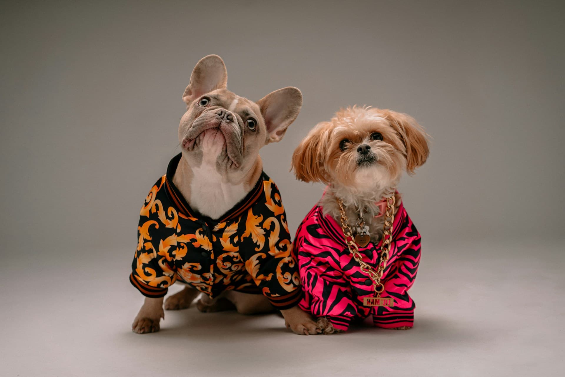 Perros saludables con productos RGV RXX